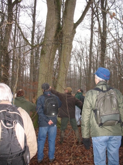 2006 Arbres remarquables 12